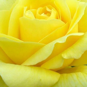 Поръчка на рози - Чайно хибридни рози  - жълт - Pоза Ландора - дискретен аромат - Матиас Танту - Цвтът му няма да изчезне.Перфектно рязана роза.